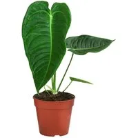 Dehner Zimmerpflanze Herzblattblume, Anthurium veitchii, ca. 25 cm, Ø Topf 12 cm, Imposante King-Anthurium