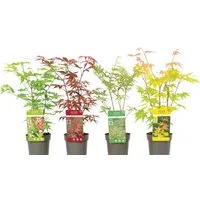 meinvipshop Hecken 4 x Japanischer Fächerahorn 40cm