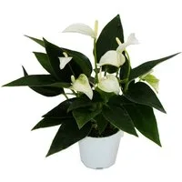 Exotenherz Zimmerpflanze Kleine Flamingoblume Anthurium andreanum Baby-Anthurie 7cm Topf