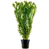 Aquaone Wasserpflanze Aquarium Pflanze Elodea canadensis Nr.312