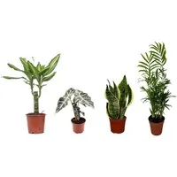 meinvipshop Zimmerpflanze 4er Zimmerpflanzen Set Set, 4 St.