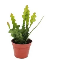 Exotenherz Kaktus Epiphyllum anguliger - Krokodilschwanz-Kaktus, 9cm