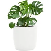 Pflanzwerk® Pflanzkübel CUP Premium Fiberglas Blumenkübel Frostbeständig mit Lotus-Effekt, Lotus-Effekt - Handgefertigt - Rund - Frostbeständig