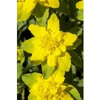 Pflanzen für Dich Staude Euphorbia polychroma, 1 St., Goldwolfsmilch, Vielfarbige Wolfsmilch