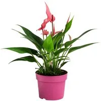 Dehner Zimmerpflanze Flamingoblume Lilli, Anthurium andreanum, rosa-weiße Blüten, exotische Zimmerpflanze mit roten Blütenkolben