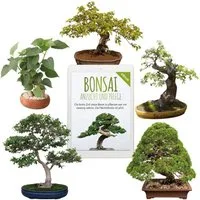 HappySeed Blumensamen Bonsai Samen mit hoher Keimrate - Samen Set für deinen eigenen Bonsai, Bonsai