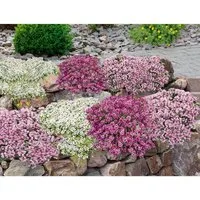 BALDUR Garten Bodendecker 9er Bodendecker-Set Thymian, 9 St., Bodendecker-thymian, winterhart, duftend, bienenfreundlich