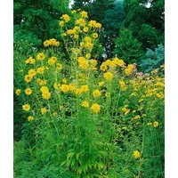 Pflanzen für Dich Staude Rudbeckia lac. Goldquelle, 1 St., Goldquelle-Sonnenhut, Garten-Sonnenhut