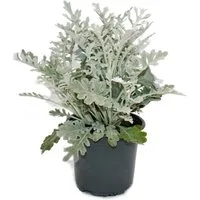 Exotenherz Beetpflanze Senecio maritima Silberblatt Pflanze mit silbrigem Laub 11cm Topf