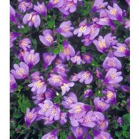 BALDUR Garten Bodendecker Bodendecker 'Mazus Reptans', 3 St., Lippenmäulchen, immergrün, winterhart, mehrjährig