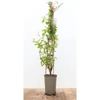 Pflanzen für Dich Kletterpflanze Lonicera japonica Halliana, 1 St., Japanisches Geißblatt, Halliana-Geißblatt, duftend, schnellwachsend