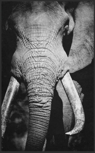 Fussmatte Elefant 7786 | Größe: 60 cm x 90 cm