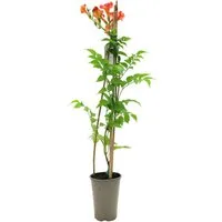 Pflanzen für Dich Kletterpflanze Campsis tagl. Madame Galen, 1 St., Trompetenblume, Klettertrompete, orangeblüten, kletterpflanze