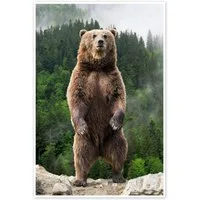Posterlounge Wandbild Großer Braunbär, Editors Choice, erhältlich als Poster, Leinwandbild, Wandsticker oder Acrylglasbild