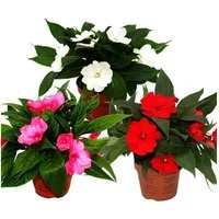 Exotenherz Beetpflanze Edel-Lieschen Impatiens Neu-Guinea ver. Farben 3er Set im 12cm Topf