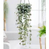 BALDUR Garten Zimmerpflanze Leuchterblume Ceropegia, 1 St., Hängepflanze, pflegeleicht