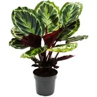 Exotenherz Zimmerpflanze Schattenpflanze mit ausgef. Blattmuster Calathea Medaillon 14cm Topf