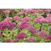 Pflanzen für Dich Staude Sedum telephium Herbstfreude, 1 St., Fetthenne, Hohe Fetthenne, Purpur-Fetthenne