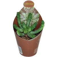 Exotenherz Kaktus Euphorbia inermis seltenes Wolfsmilchgewächs Rarität 6,5cm Topf