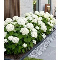 BALDUR Garten Zierstrauch Schneeball-Hortensie 'Annabelle', 1 St., Hydrangea, reichblühend, winterhart, mehrjährig, pflegeleicht