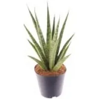 meinvipshop Zimmerpflanze Sansevieria trifasciata Pineapple 40cm Zimmerpflanze