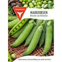FRANKONIA Gemüsesamen Markerbse, Wunder von Kelvedon - Erbsen-Samen süß-zart, Einfrieren, Pisum sativum