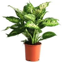 meinvipshop Zimmerpflanze Dieffenbachia Compacta Zimmerpflanze 40cm