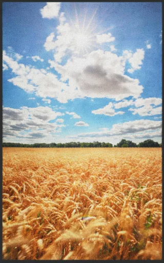 Fussmatte Feld 7085 | Größe: 60 cm x 90 cm