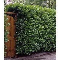 BALDUR Garten Hecken Kirschlorbeer-Hecke im 3-Liter Topf, 1 St., Schnellwachsend, immergrün, winterhart, blickdicht