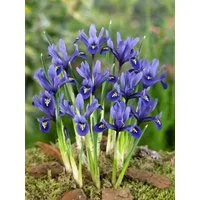 Pflanzen für Dich Staude Iris reticulata Harmony, 1 St., Netzblatt-Iris, Zwerg-Iris