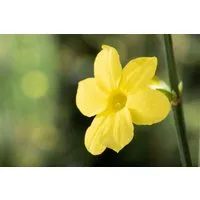 Pflanzen für Dich Kletterpflanze Jasminum nudiflorum, 1 St., Winterjasmin, gelbblühend, winterblüher