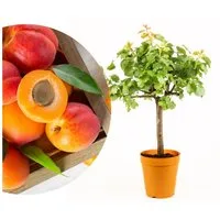 Meine Orangerie Obstpflanze Zwergobst Stämmchen - diverse Sorten, mehrjähriger Obstbaum, winterhartes Zwergobstbäumchen für Garten, Balkon oder Terrasse