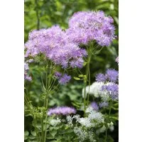 Pflanzen für Dich Staude Thalictrum aquilegifolium, 1 St., Akeleiblättrige Wiesenraute, Akeleiraute