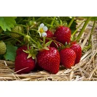 Pflanzen für Dich Obstpflanze Fragaria vesca Ostara, 1 St., Erdbeere, Walderdbeere, immertragend, aromatisch