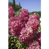 Pflanzen für Dich Gehölze Hydrangea pan. Diamond Rouge, 1 St., Rispenhortensie