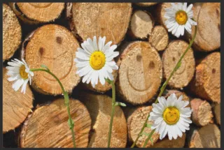 Fussmatte 4681 | Größe: 60 cm x 45 cm