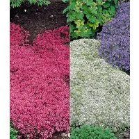 BALDUR Garten Bodendecker Thymian-Kollektion rot und weiß, 6 St., Bodendecker-thymian, immergrün, winterhart, mehrjährig