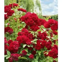 BALDUR Garten Rose Rambler-Rose 'Chevy Chase', 1 St., Gefüllt-blühend, gefüllte Blüten, winterhart, mehrjährig