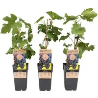 meinvipshop Topfpflanze 3x Weinrebe XXL 50cm Vitis 'Rembrandt