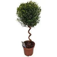 meinvipshop Topfpflanze Echte Myrte Myrtus 45cm XXL