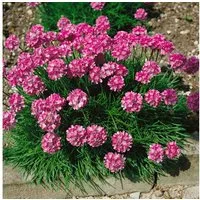 Pflanzen für Dich Staude Armeria maritima Rosea Compacta, 1 St., Grasnelke, Strand-Grasnelke, Strandnelke