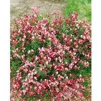 Pflanzen für Dich Gehölze Cytisus scoparius Eva, 1 St., Besenginster, Ginster