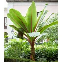 BALDUR Garten Bananenbaum Winterharte Banane 'rot', 2 St., Bananenstauden, winterhart, mehrjährig, pflegeleicht