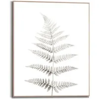 Reinders! Bild Farn Pflanz - Natur - Botanisch, (1 St)