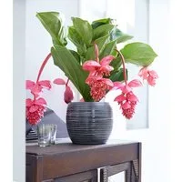 BALDUR Garten Zimmerpflanze Medinilla 'Bel Air', 1 St., Piccolinii, pflegeleicht