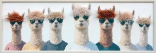 Leinwandbild BOYBAND THE LAMA