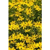 Pflanzen für Dich Staude Coreopsis vert. Zagreb, 1 St., Mädchenauge, Quirlblättriges Mädchenauge