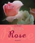 Blühen wie eine Rose