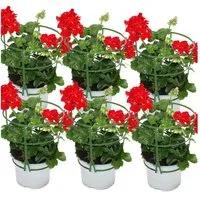 Exotenherz Beetpflanze Geranien hängend Pelargonium ver. Farben 12cm Topf Set mit 6 Pflanzen