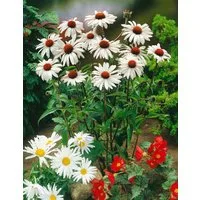 Pflanzen für Dich Staude Echinacea purp. White Swan, 1 St., Scheinsonnenhut, Weißer Sonnenhut